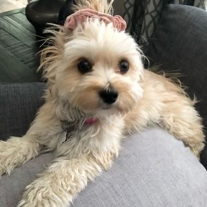 Meet your Posher, Maddi